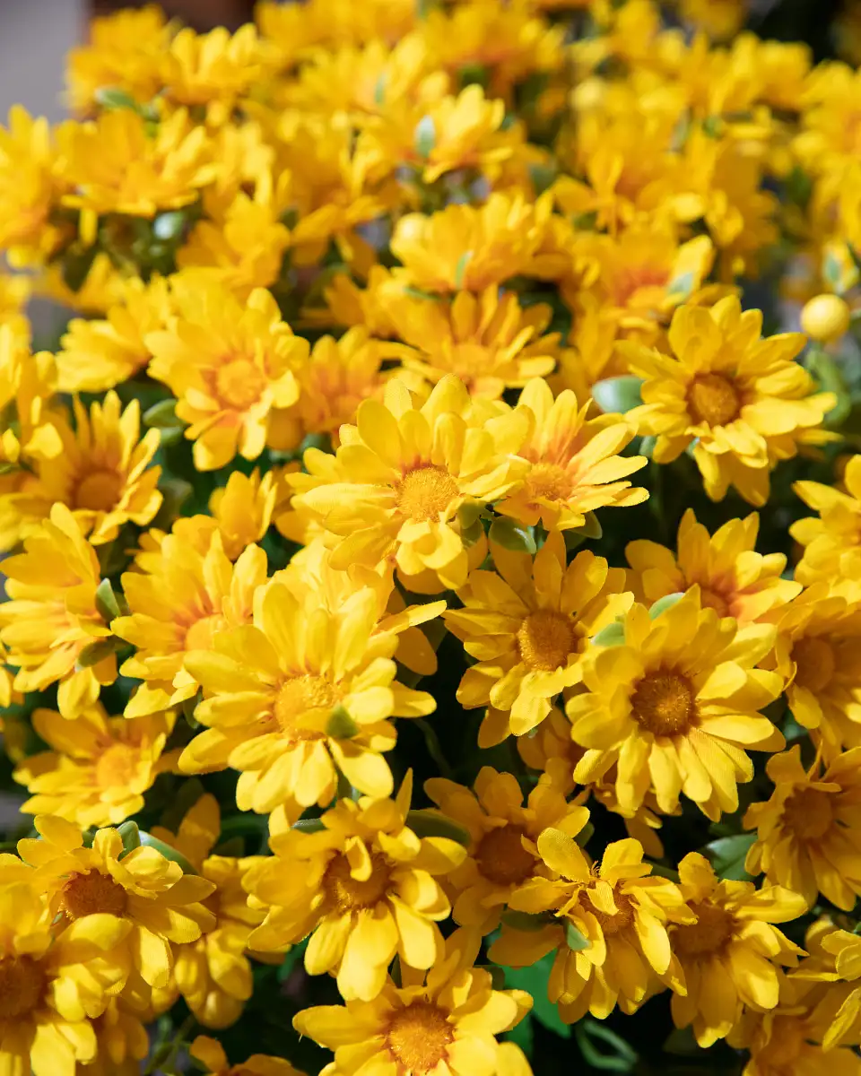 Sunset Mums Foliage