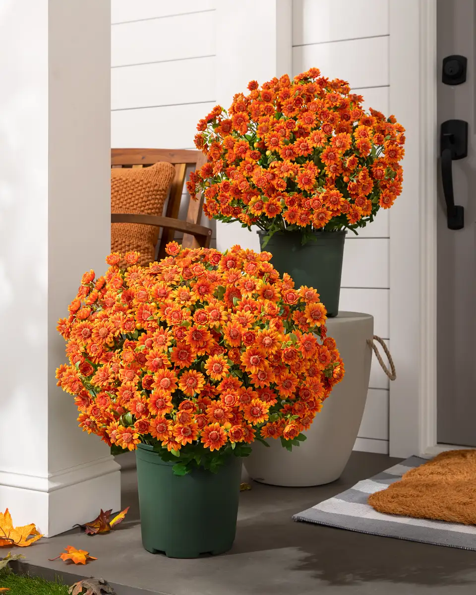Sunset Mums Foliage