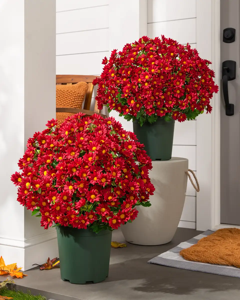 Sunset Mums Foliage