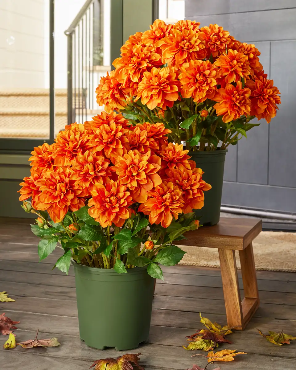 Vibrant Dahlias Foliage  