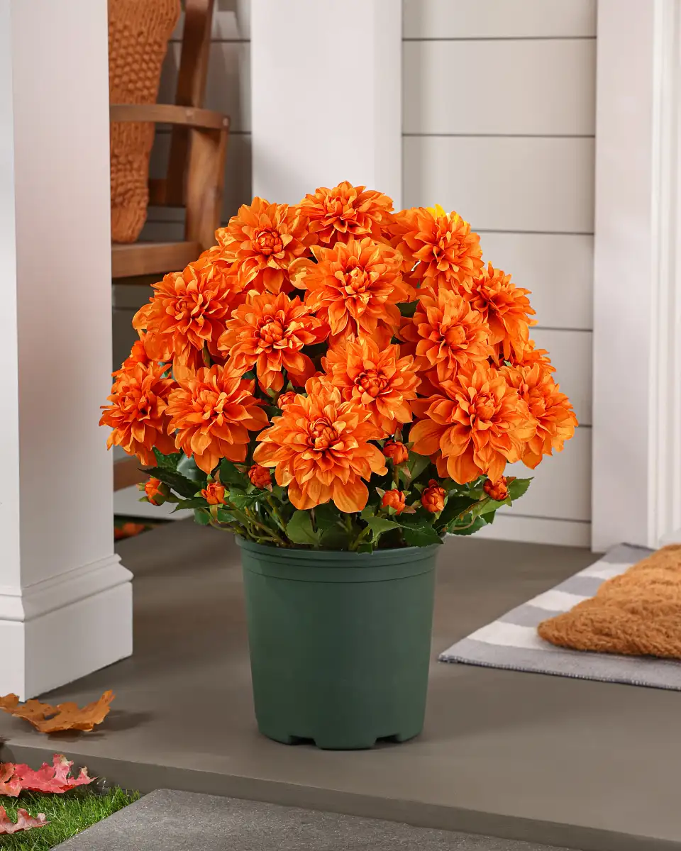 Vibrant Dahlias Foliage  