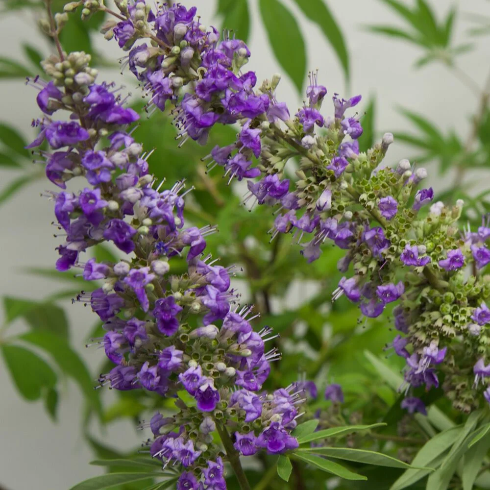Shoal Creek Vitex (2.5 Gallon) Chaste Tree with Fragrant Lilac-Purple Flower Clusters - Texas - Curated Treasures Market