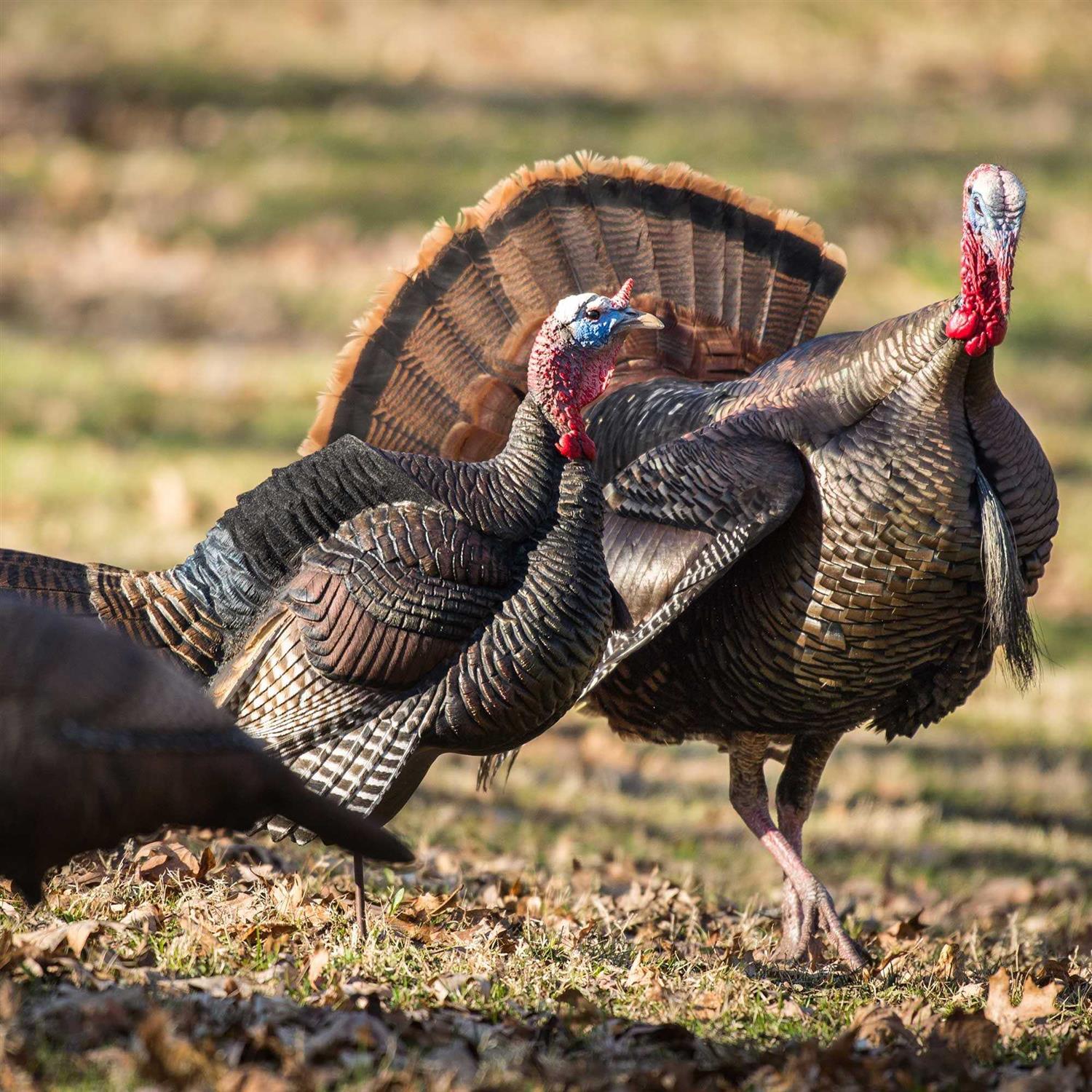 Dave Smith Decoys 3/4 Strut Jake Decoy - Sports Supplies Online Store