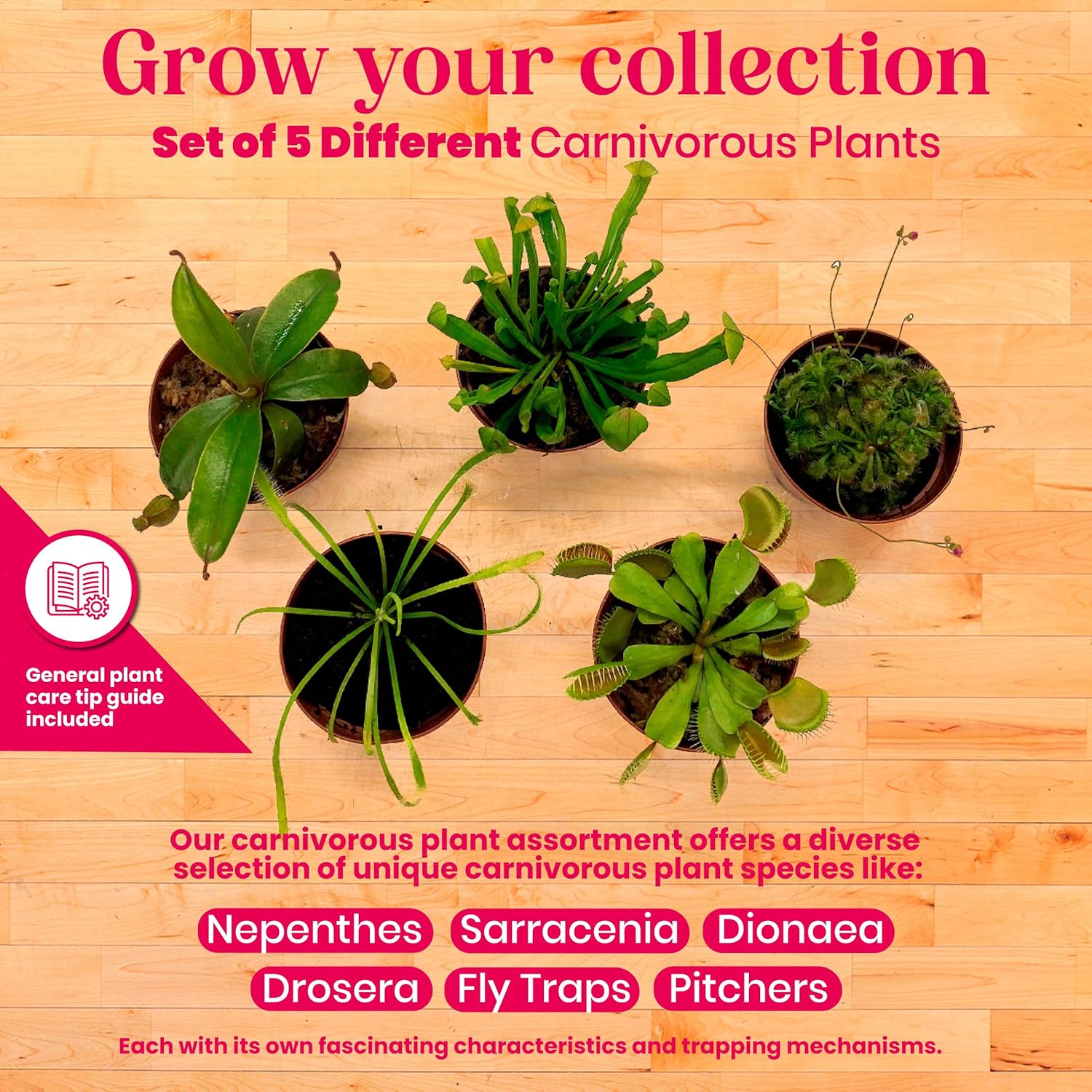 BubbleBlooms Carnivorous Plant Assortment Set, 5 Live Different Plants in 2 inch Pots