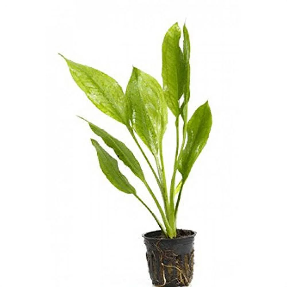 5 Potted Live Aquarium Plants Bundle - Anubias, Amazon Sword, Kleiner Bar, Narrow Leaf