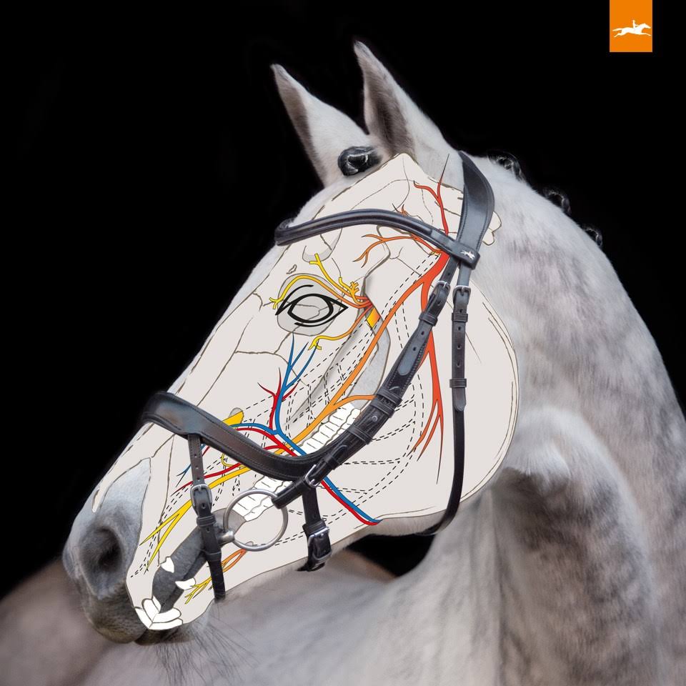 Schockemohle Equitus Beta Anatomical Bridle