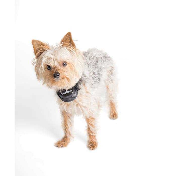 PetSafe Stay &amp; Play Wireless Fence Rechargeable Receiver Collar - Pet Supplies online store
