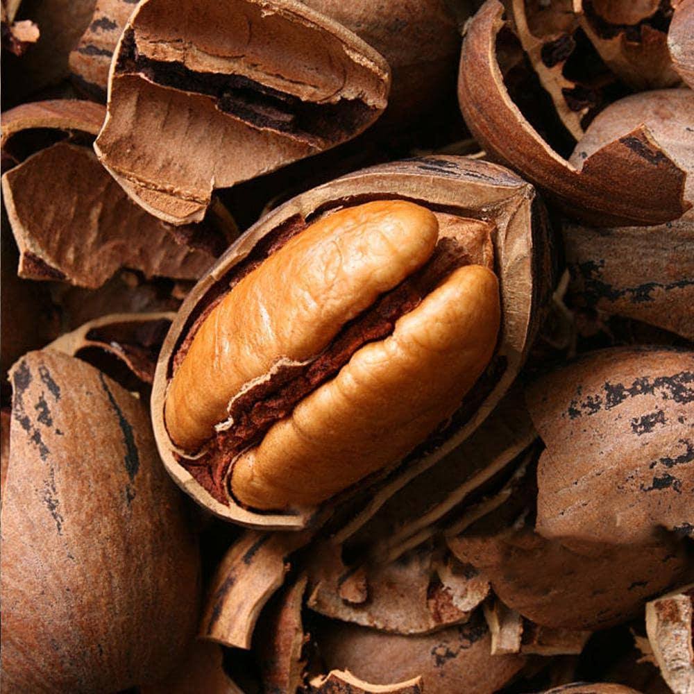 Plant Me Green Oconee Pecan Tree