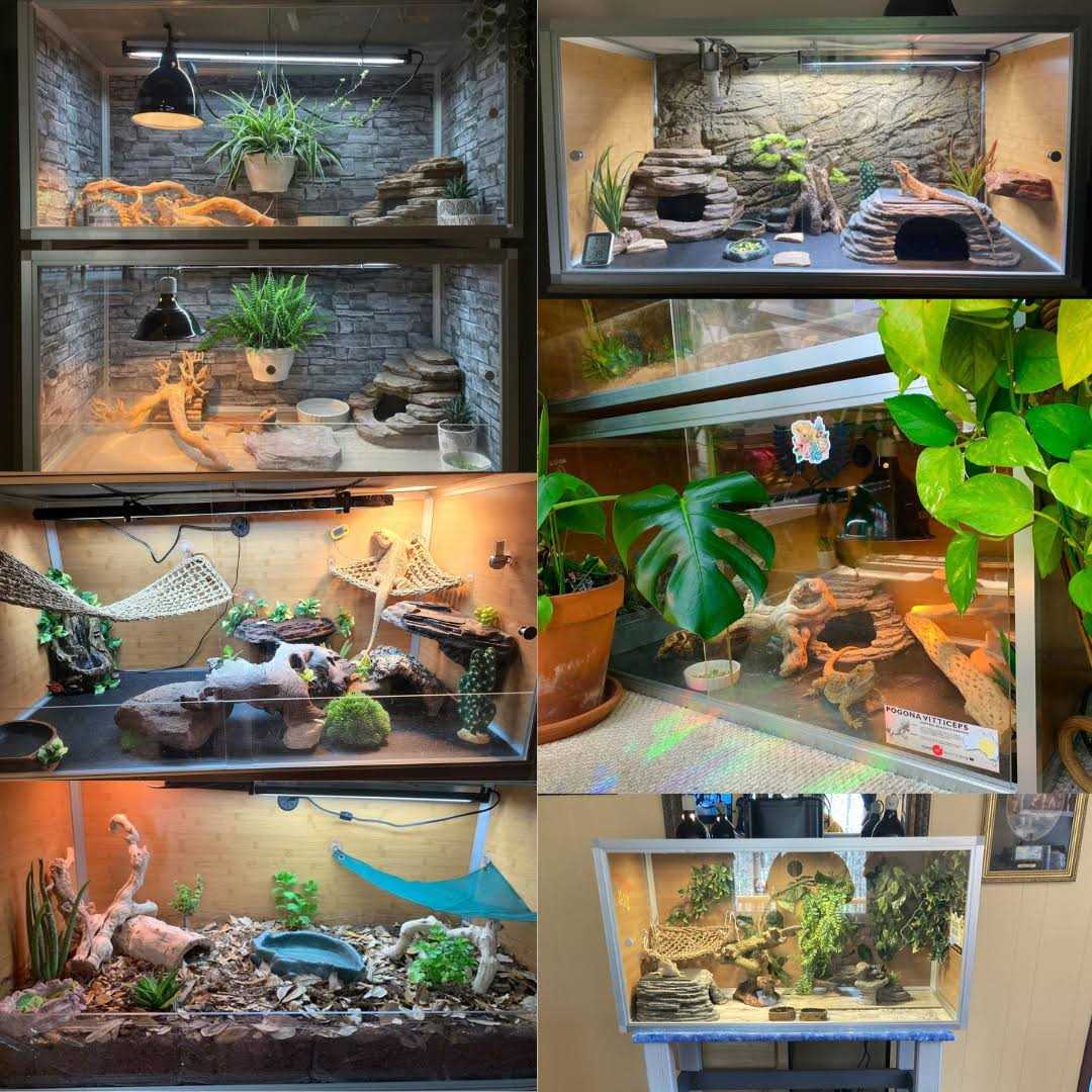Zen Habitats 4'x2'x2' Meridian Wood Reptile Enclosure - Pet Supplies online store