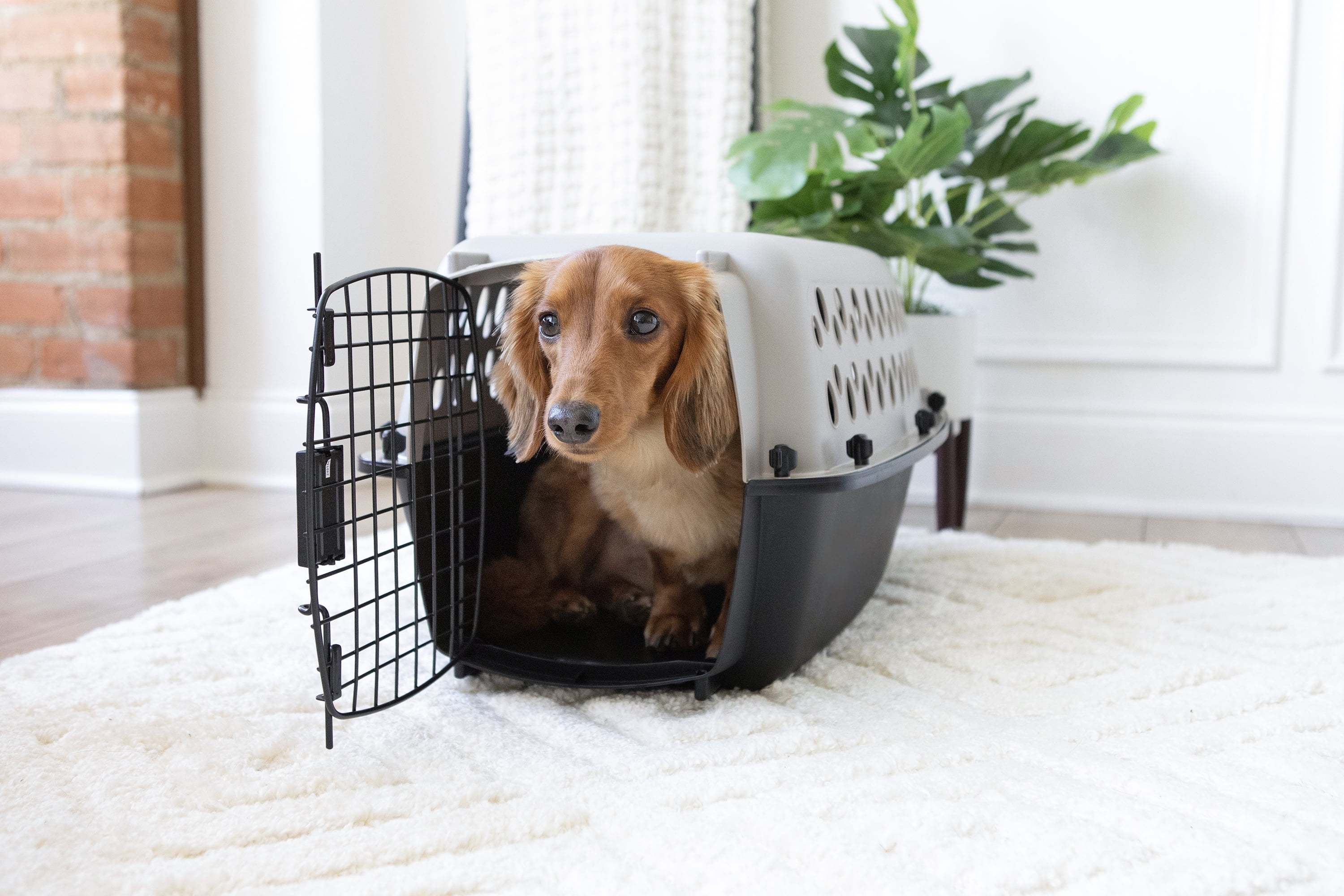Vibrant Life Pet Kennel 19 X-Small Plastic Dog Crate Portable Carrier for Pets Up To 10 lbs