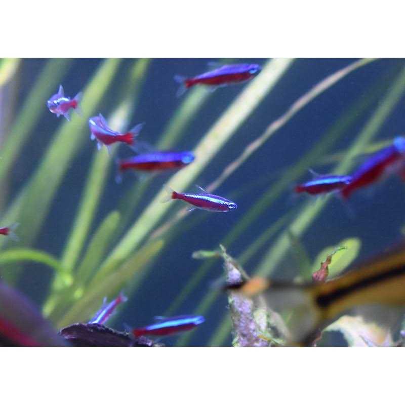 Seachem Stability - Pet Supplies online store