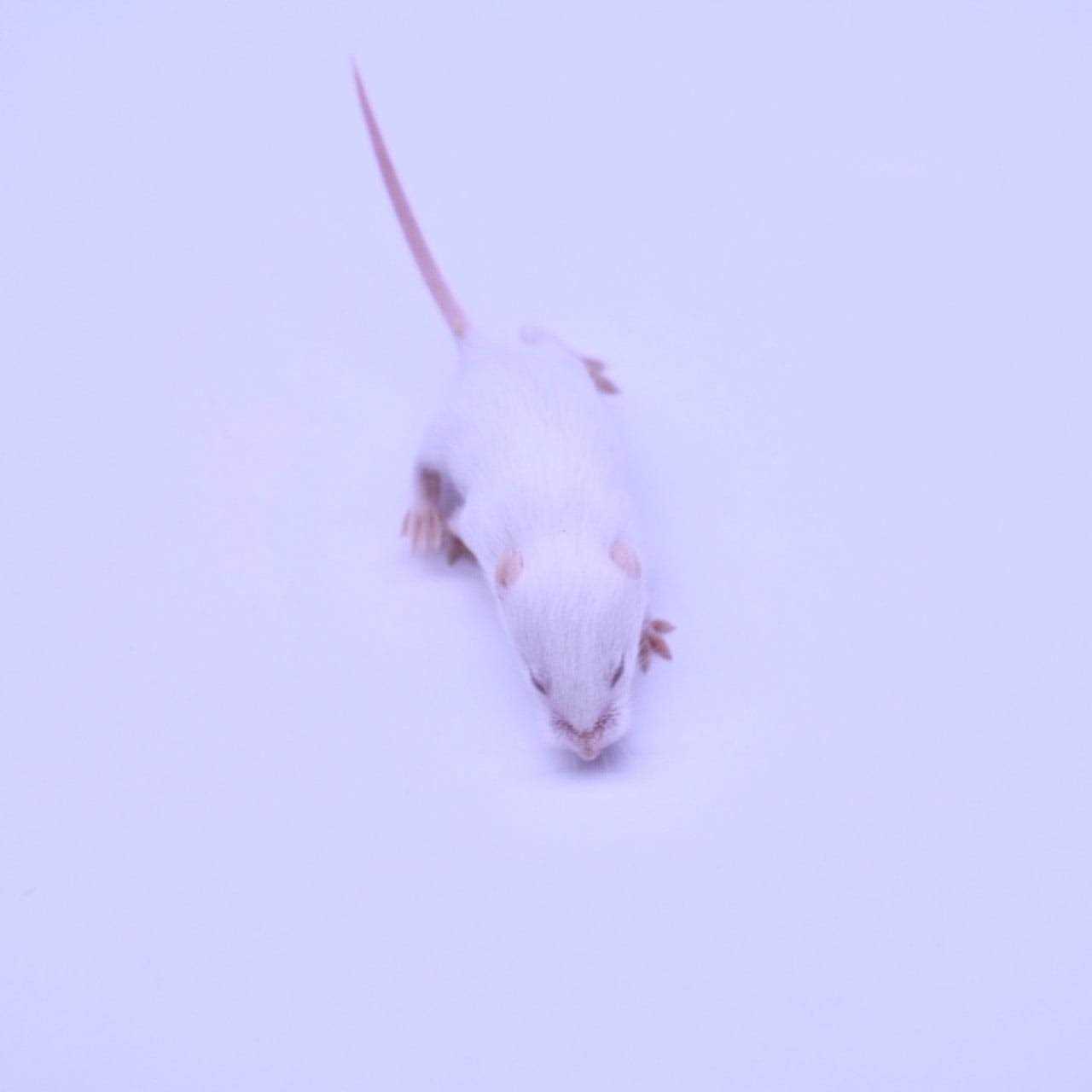 MiceDirect Frozen Mice Feeders Large Mice Fuzzies &amp; Mice Hoppers Snake Food Combo Pack, 150 Count - Pet Supplies online store