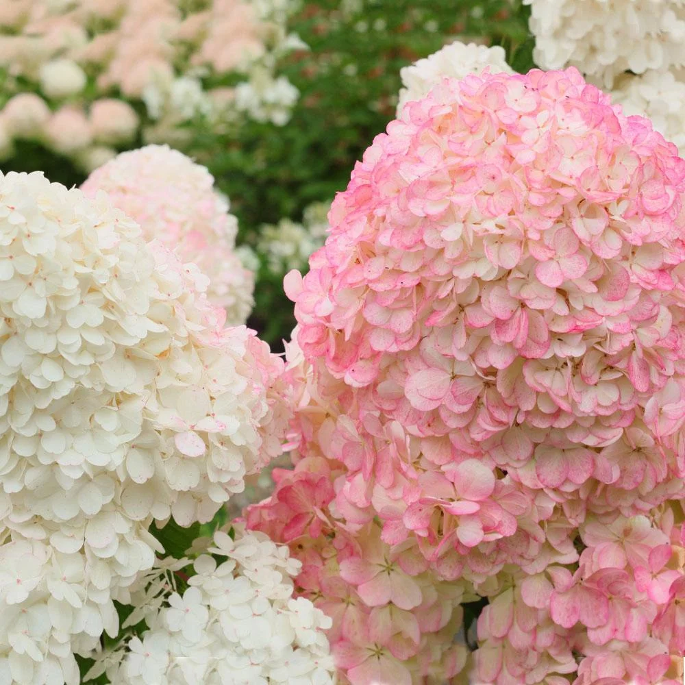 Brighter Blooms - Vanilla Strawberry Hydrangea Tree, 5-6 ft. - No Shipping To AZ - Radiant Selections