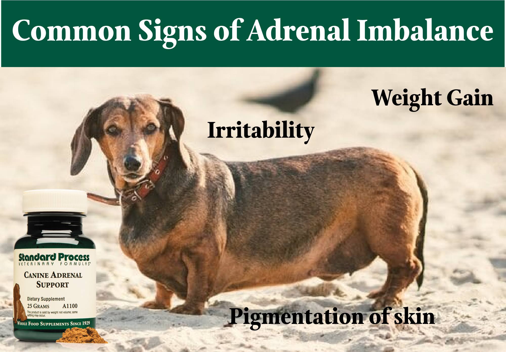Standard Process Canine Adrenal Support 100 Grams