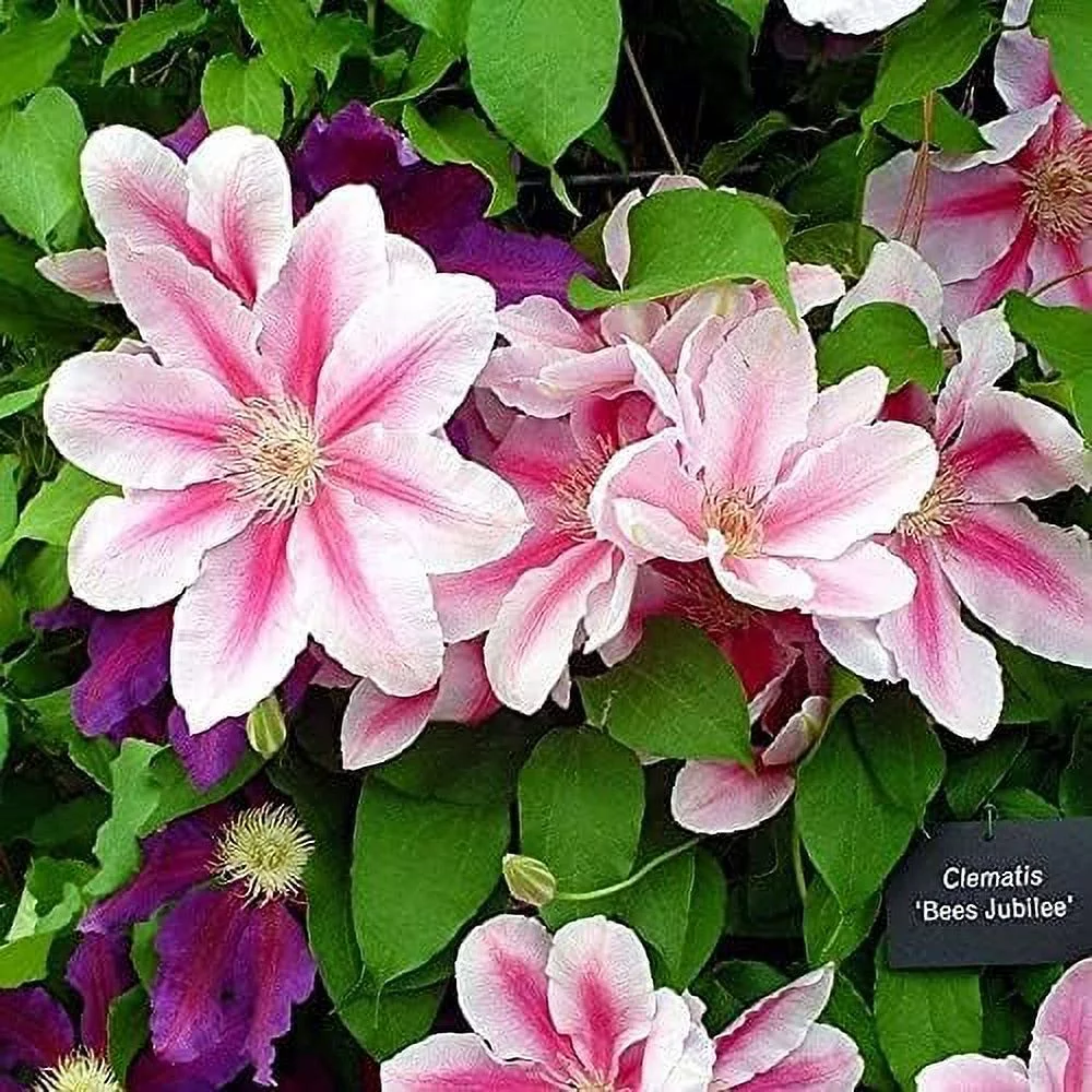 Bees Jubilee Clematis Vine - Live Plant in a 4 Inch Growers Pot - Clematis 'Bees Jubilee' - Starter Plants Ready for The Garden