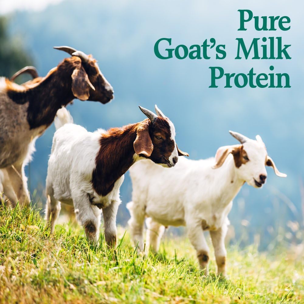 Garden of Life Goat Protein Powder - Goatein Pure Goat's Milk Protein Powder, 13g Complete Protein & 5g Carbs per Serving, Gluten Free, 22 Servings