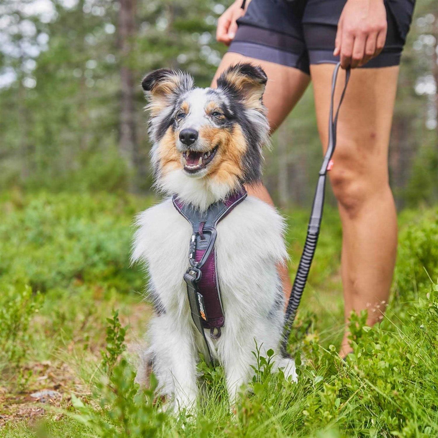 Non-Stop Dogwear Line Harness / Size - Pet Supplies online store