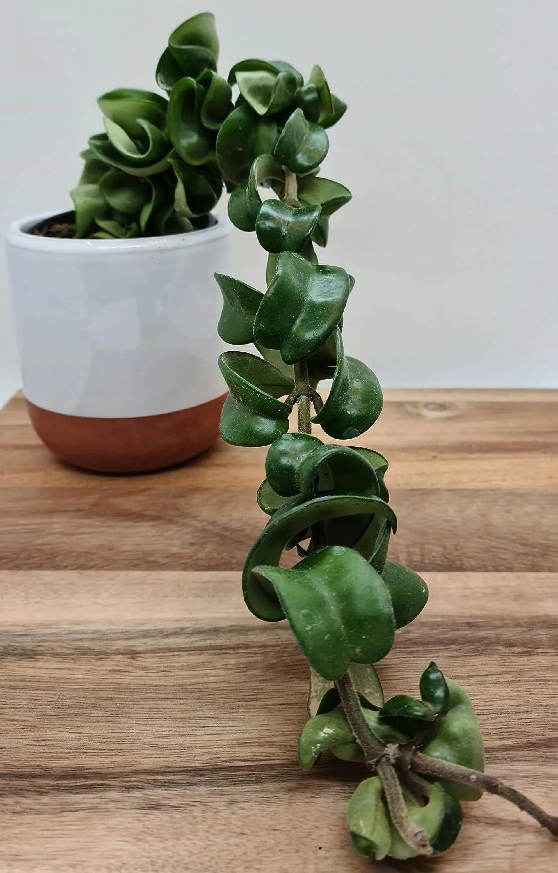 Hoya Hindu Rope Plant - Live Plant in a 2 Inch Pot - Hoya Carnosa 'Compacta - Indoor Houseplants Straight from The Nursery - Curated Treasures Market
