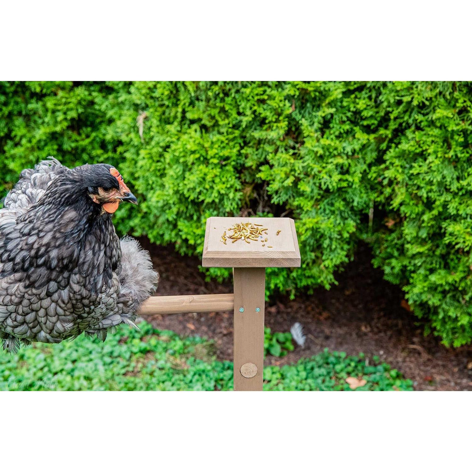 Zylina Play-N-Roost Double Roosting Perch - Pet Supplies online store