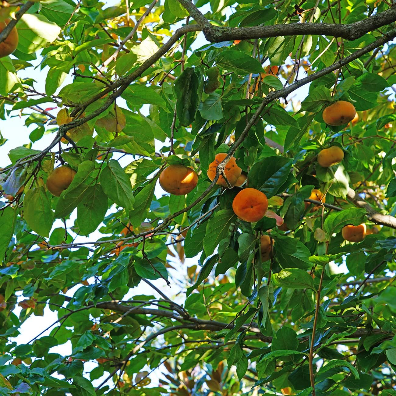 PERFECT PLANTS Hana Fuyu Persimmon Tree 4-5 Feet | Diospyros kaki Live Fruit Trees for Outdoor Planting | Sweet Orange Fruits for Fresh Eating |