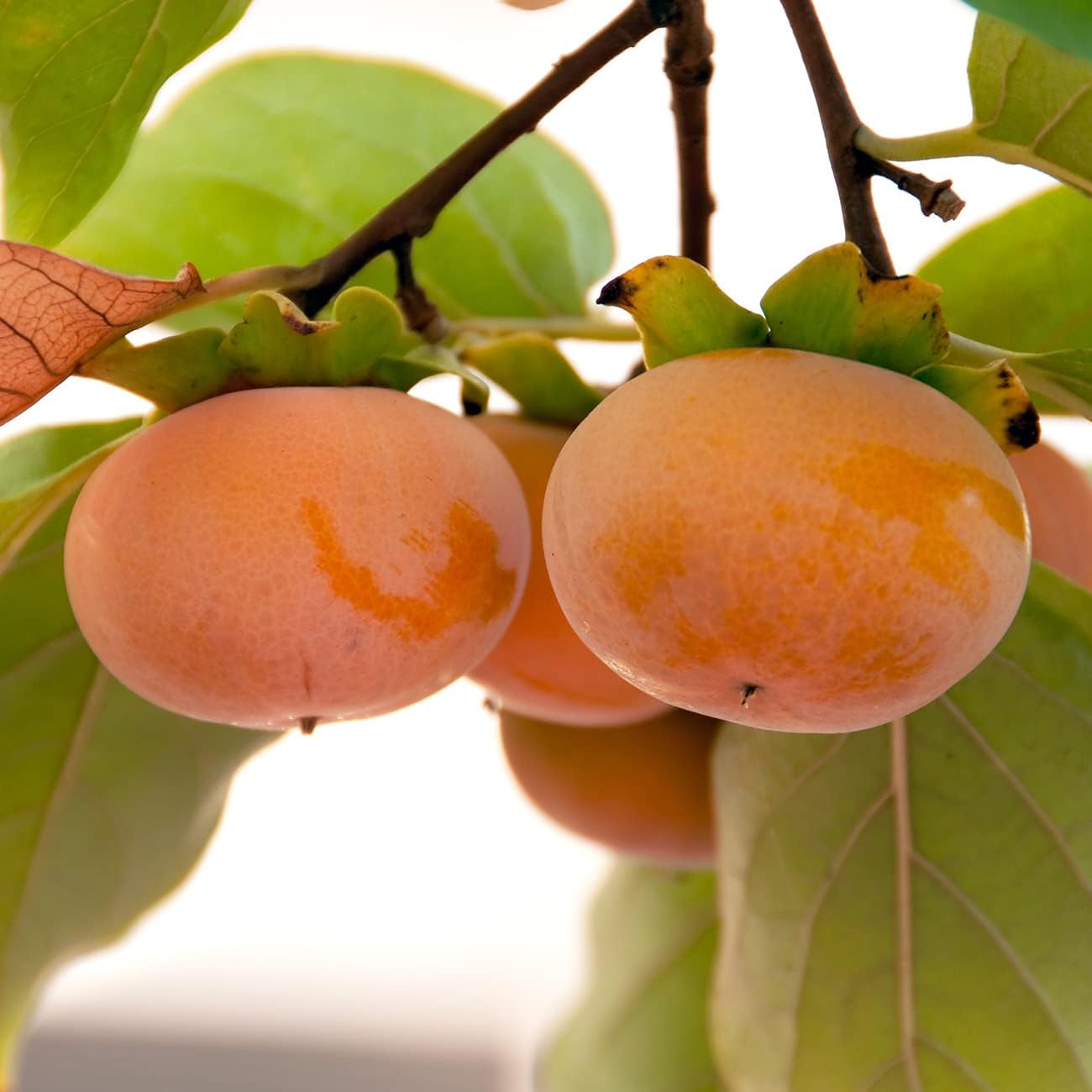 PERFECT PLANTS Hana Fuyu Persimmon Tree 4-5 Feet | Diospyros kaki Live Fruit Trees for Outdoor Planting | Sweet Orange Fruits for Fresh Eating |