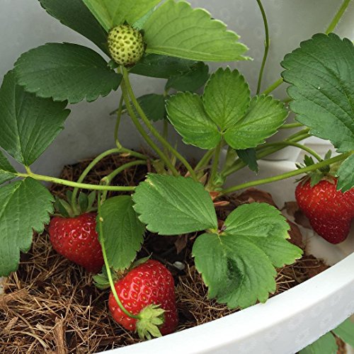 Mr. Stacky Smart Farm - Automatic Self Watering Garden - Grow Fresh Healthy Food Virtually Anywhere Year Round
