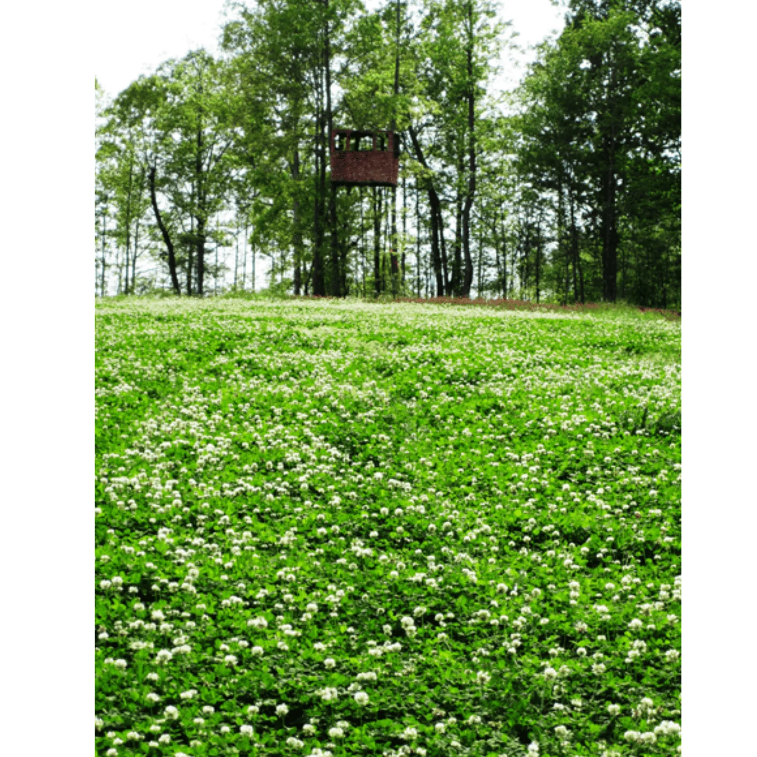 Pennington Durana Perennial White Clover Grass Seed,  25lb