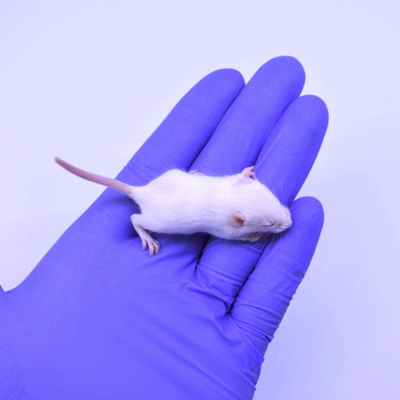 MiceDirect Frozen Mice Feeders Large Mice Fuzzies &amp; Mice Hoppers Snake Food Combo Pack, 150 Count - Pet Supplies online store