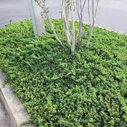 Dwarf Japanese Garden Juniper | 15 Live 4 Inch Pots | Juniperus Procumbens Nana | Drought Tolerant Evergreen Groundcover | Great Plants for Bonsai