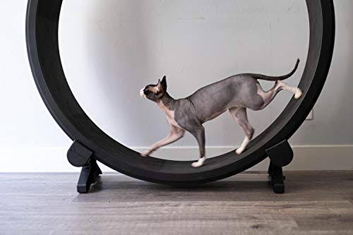 One Fast Cat Exercise Wheel (Black)
