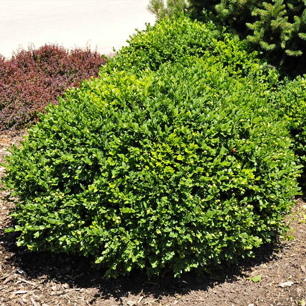 Green Velvet Boxwood Shrub - Curated Treasures Market