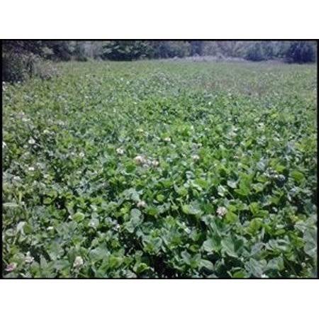 Osceola Ladino Clover Seed