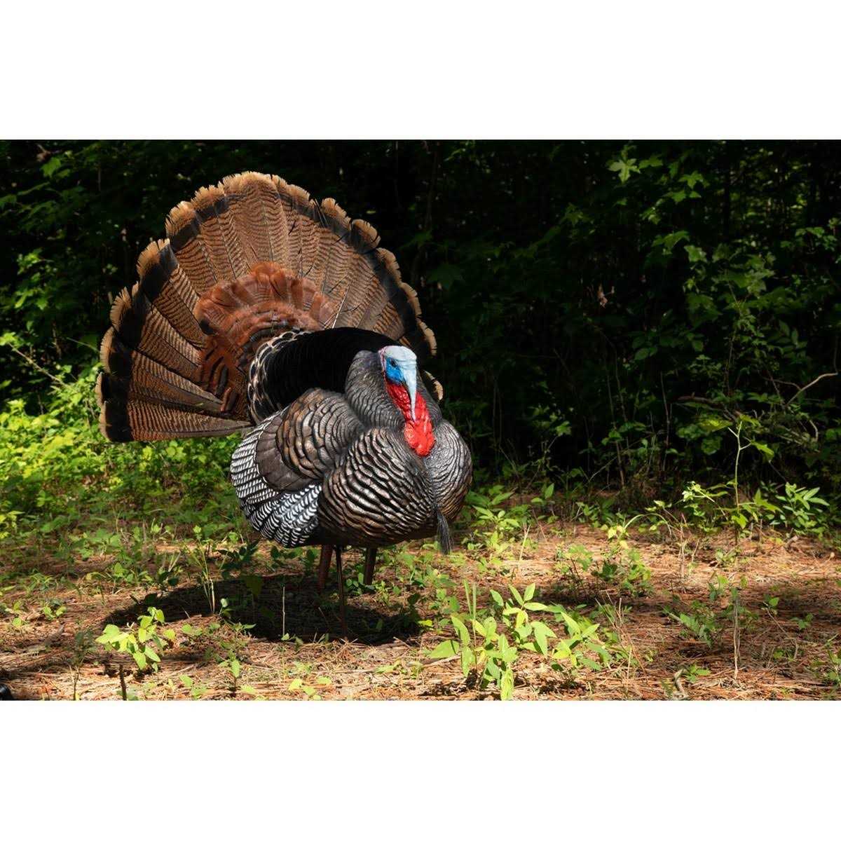 Higdon Outdoors Apex Strutter Hard Body Turkey Decoy - Sports Supplies Online Store