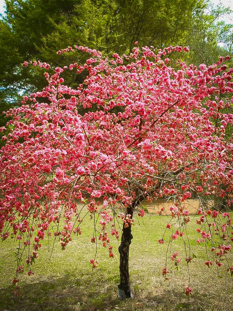 Pink Cascade Weeping Peach #5 Container