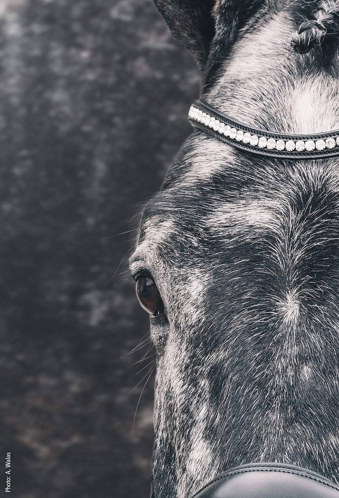Schockemohle Equitus Beta Anatomical Bridle