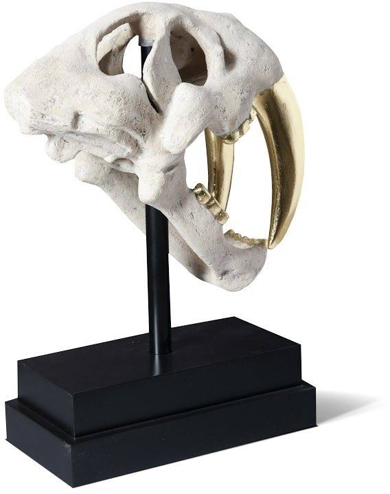 Phillips Collection Saber Tooth Tiger Skull, Roman Stone
