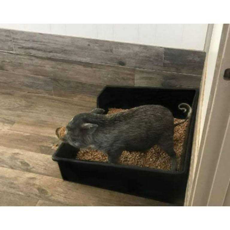 Piggy Poo and Crew Extra Large Litter Box - Pet Supplies online store