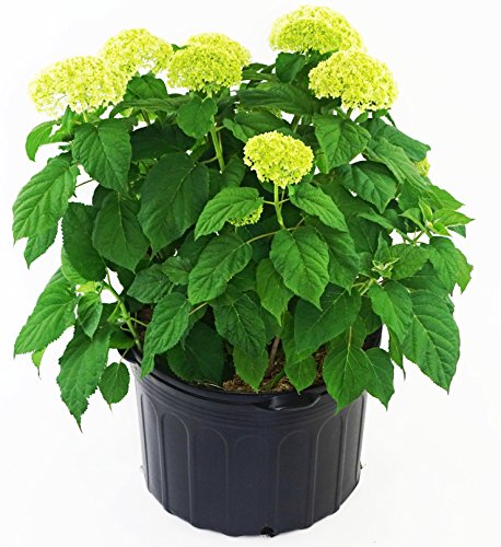 Hydrangea arb. 'Annabelle' (Smooth Hydrangea) Shrub, white mophead flowers, #3 - Size Container