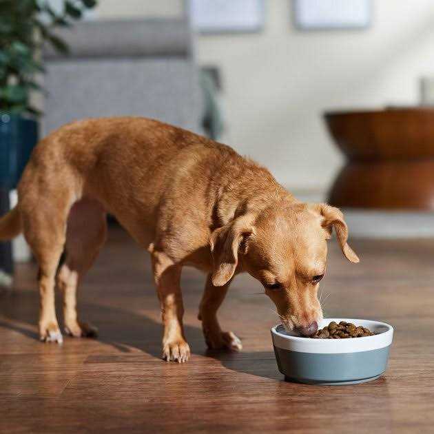 Farmina N;D Free Dog Dry Food Boar ; Apple Adult Mini - Pet Supplies online store