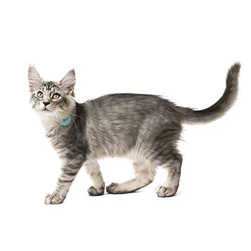 TabCat Tracking Collar and Cat Locator