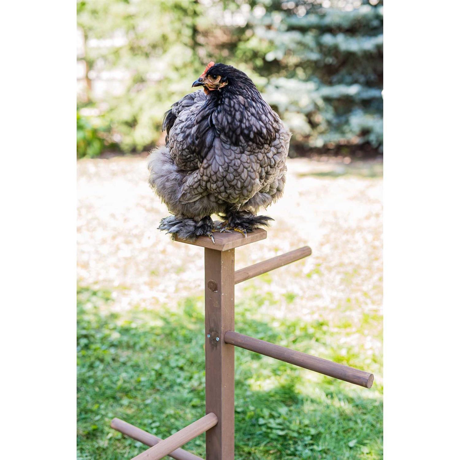 Zylina Play-N-Roost Double Roosting Perch - Pet Supplies online store