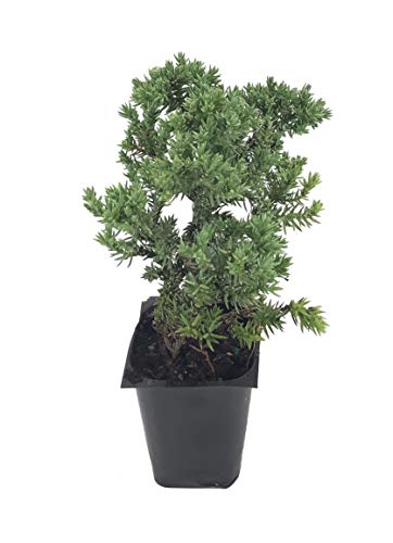 Juniper Procumbens Nana - 30 Live Plants - Drought Tolerant Cold Hardy Evergreen Ground Cover