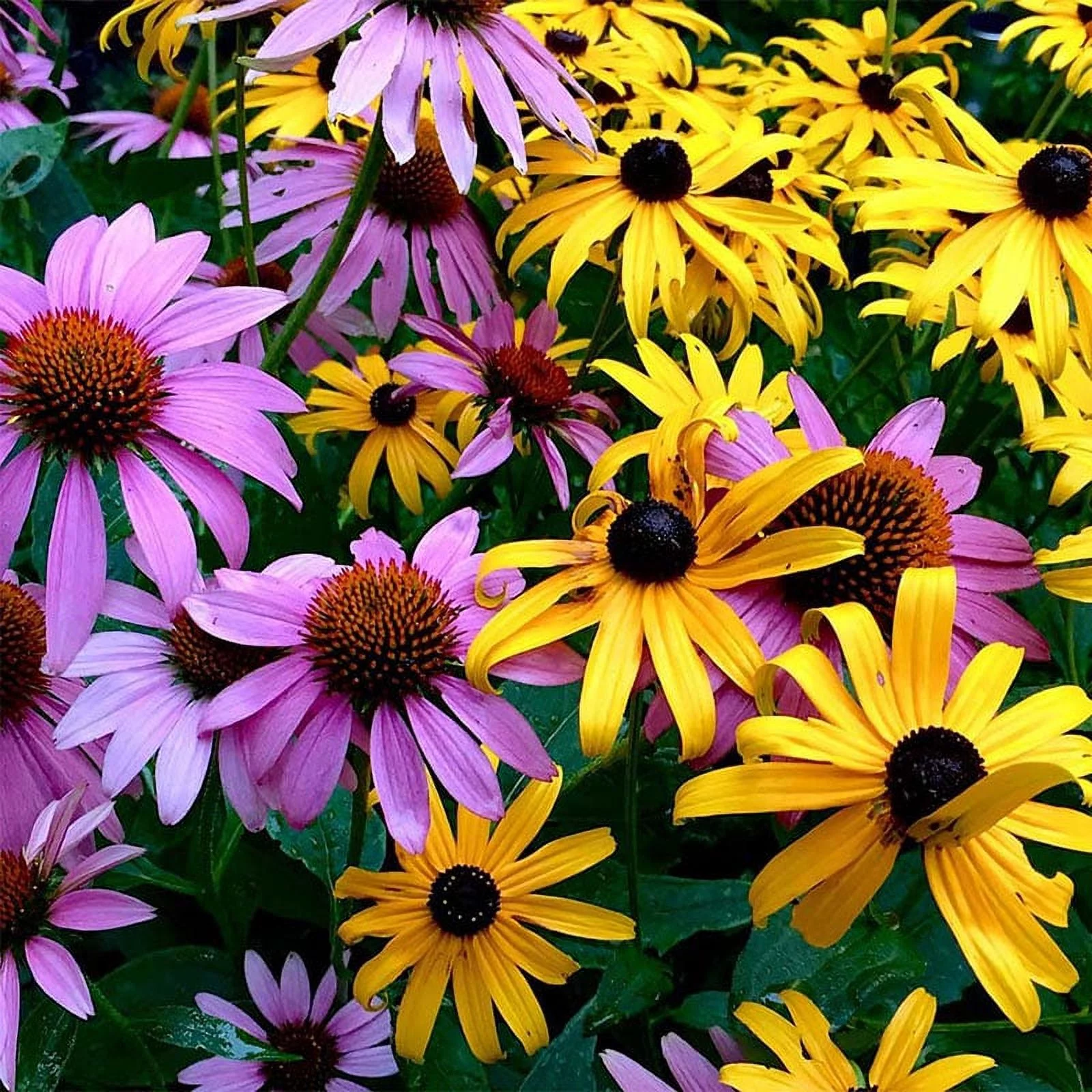Eden Brothers Dynamic Duo Flower Mixed Seeds for Planting, 1/4 lb, 120,000+ Seeds with Purple Coneflower, Black Eyed Susan | Attracts Pollinators