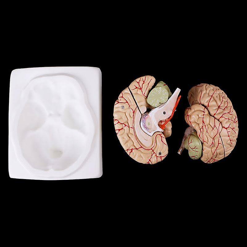 TRIBALSENSATION Free Postage Disassembled Anatomical Human Brain Teaching Tool
