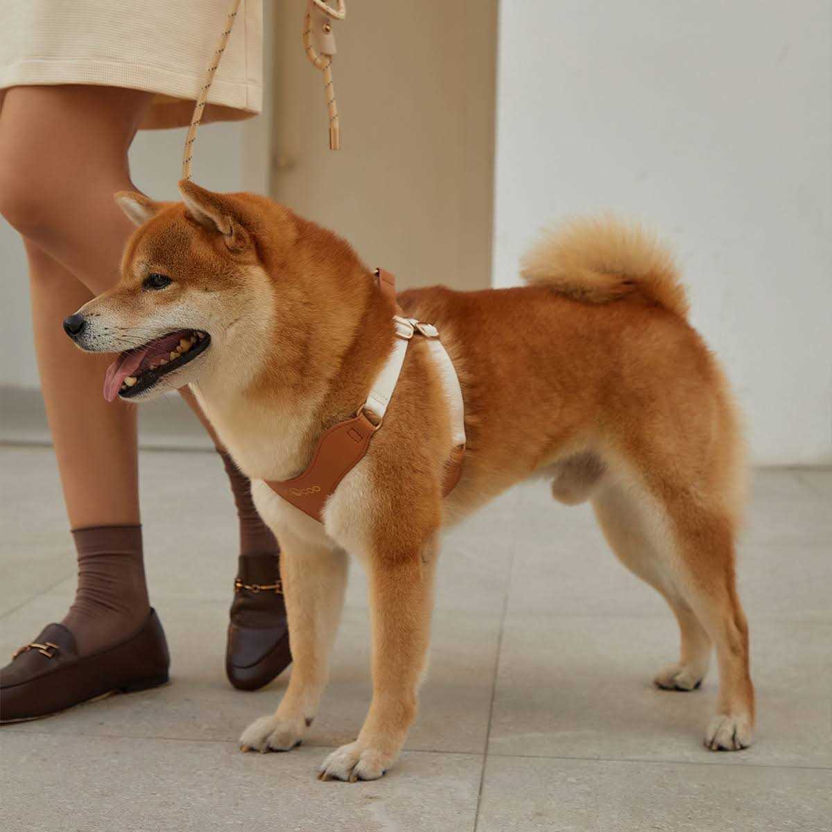 VOOCOO #OOTD Pet Harness and Leash Set - Pet Supplies online store