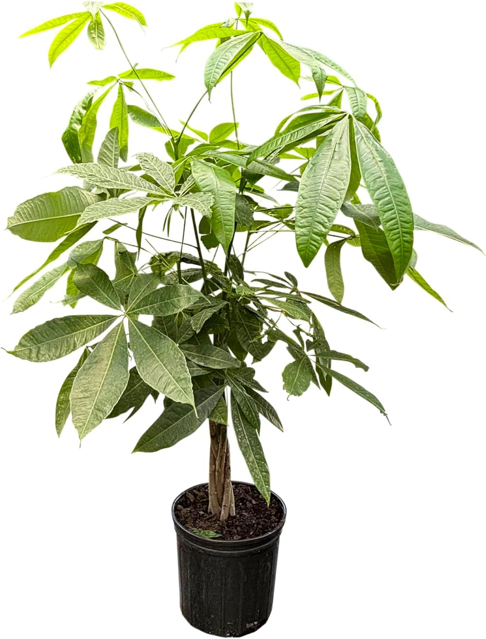 Money Tree (3-4 Feet), Indoor House Plant for Prosperity and Air Purification, Low Light Plant, Easy to Maintain, Great for Living Room Decor