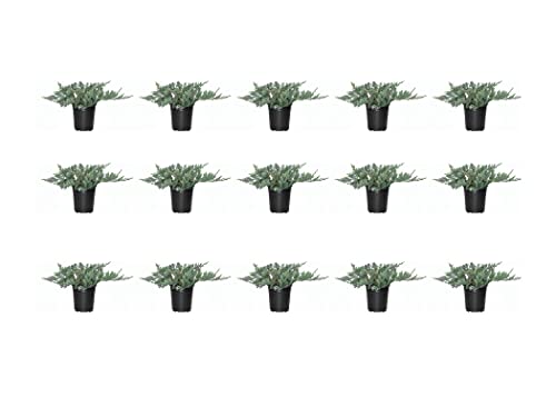 Blue Rug Juniper - 15 Live Plants - 4" Container Low Maintenance Evergreen Ground Cover