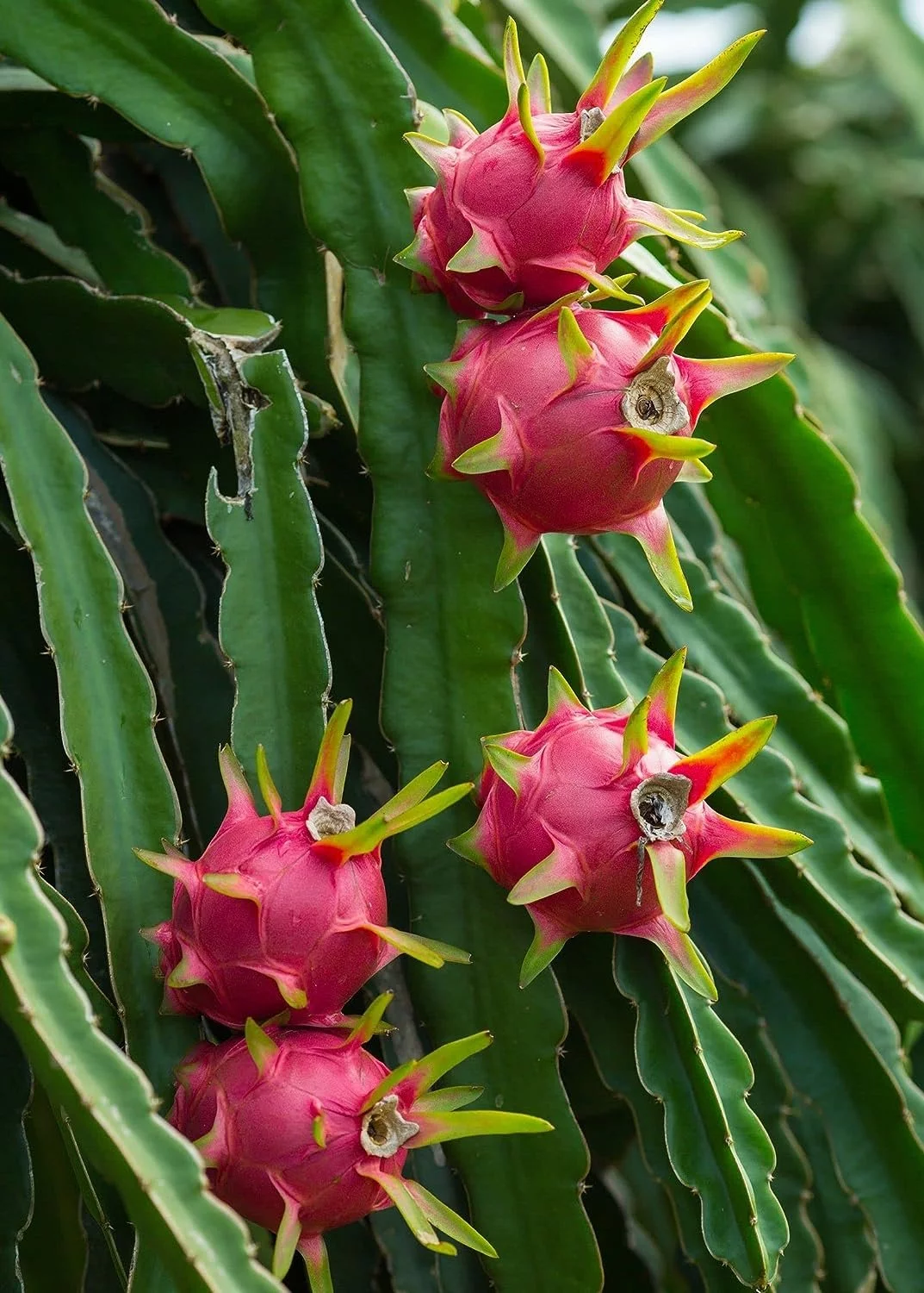 Dragon Fruit Tree - Live Plant in a 6 Inch Pot - Hylocereous Undatus - Edible Tropical Fruit Plant from Florida - Curated Treasures Market