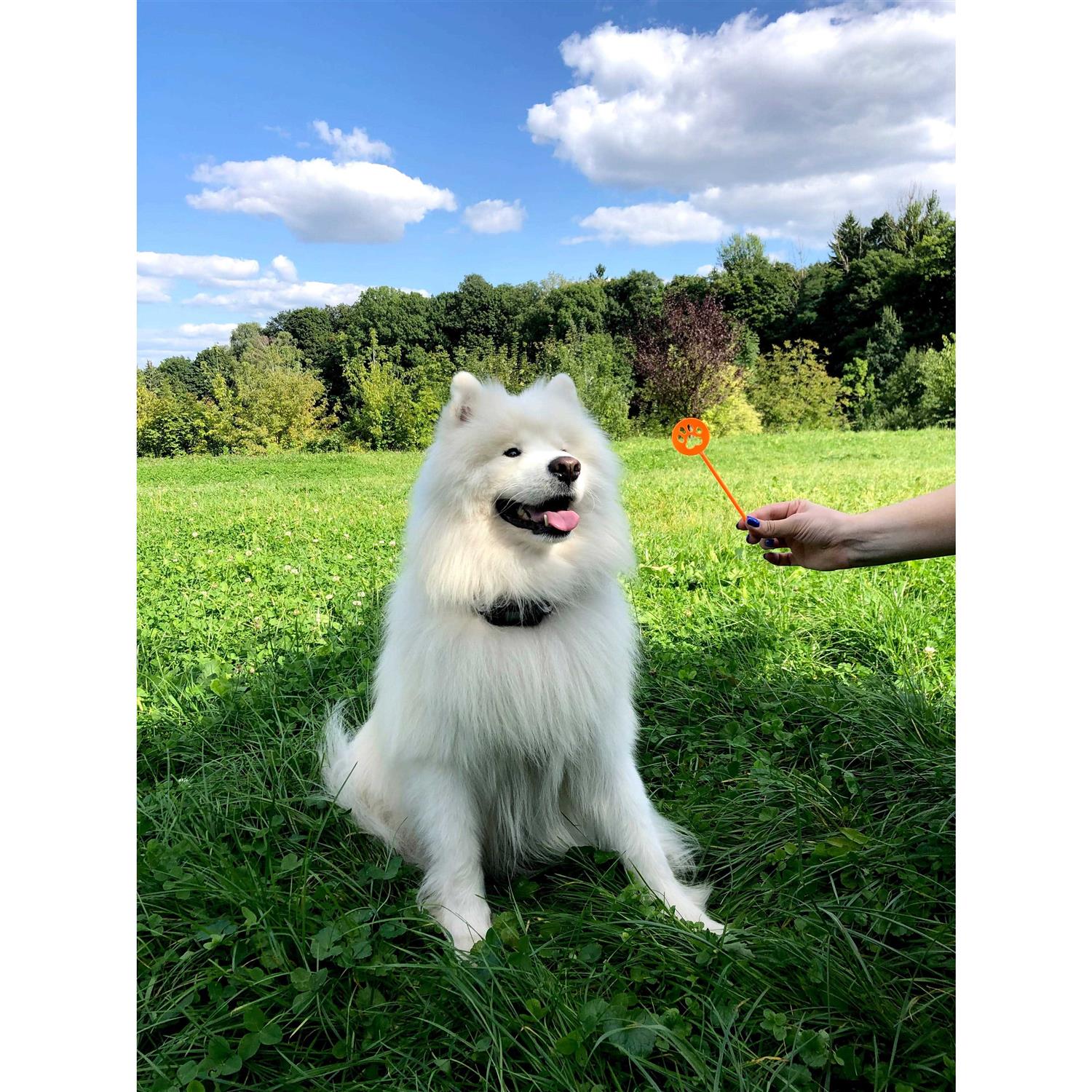 Pawious GPS Dog Fence Wireless Dog Fence, Range 33-1000 Yards - Pet Supplies online store