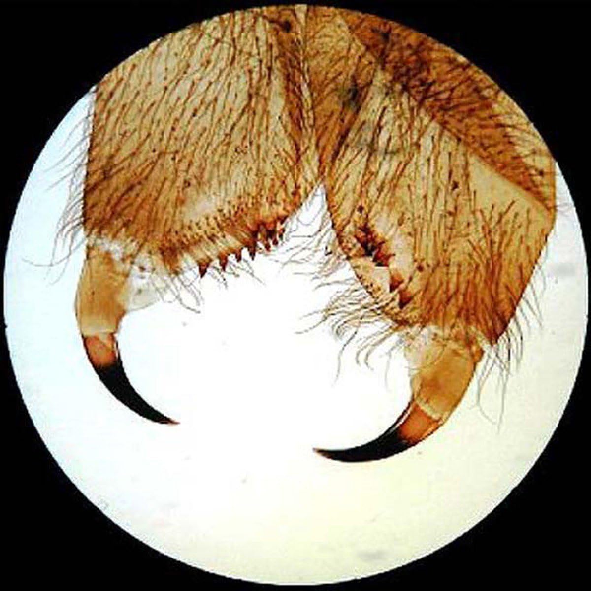 AmScope SE306-PZ Binocular Stereo Microscope, WF10x and WF20x Eyepieces, 20X/40X/80X Magnification, 2X and 4X Objectives